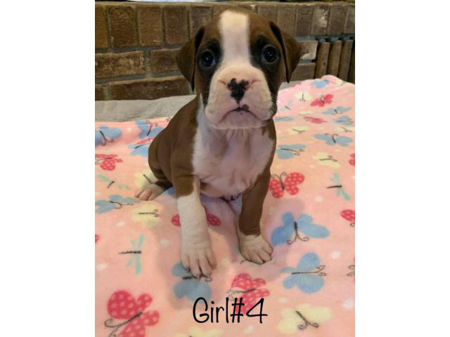 5 boys and 4 girls adorable Boxer puppies in Northboro, Iowa - Puppies for Sale Near Me