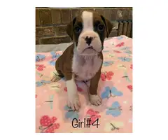 5 boys and 4 girls adorable Boxer puppies - 9