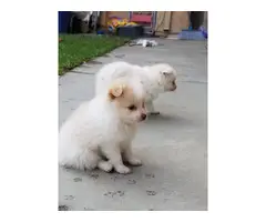 Pomeranian puppies needing a new home - 6