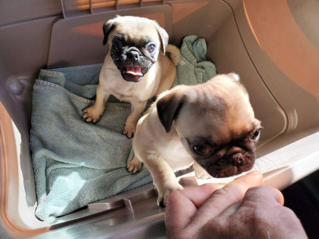 2 beautiful fawn pug puppies for sale Daytona Beach