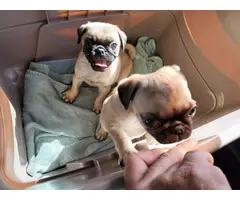 2 beautiful fawn pug puppies for sale - 2