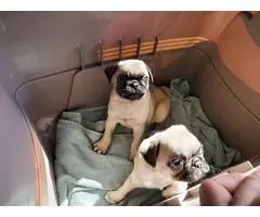 2 beautiful fawn pug puppies for sale - 3