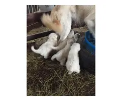 6 Great Pyrenees puppies for sale - 4