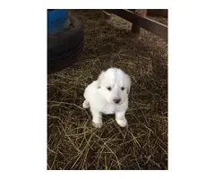 6 Great Pyrenees puppies for sale - 6