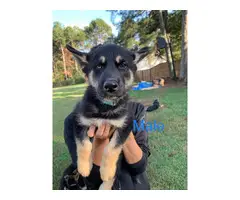 Males and females Shepsky puppies