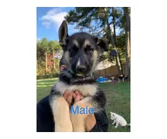 Males and females Shepsky puppies - 4