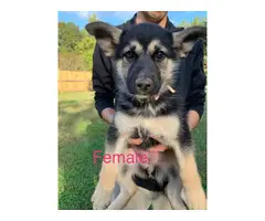Males and females Shepsky puppies - 10