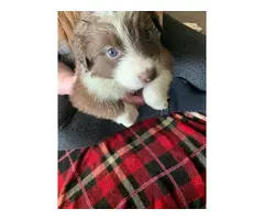 6 border collie puppies are ready to rehome