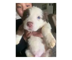 6 border collie puppies are ready to rehome - 2