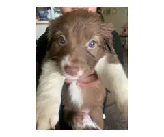 6 border collie puppies are ready to rehome - 3