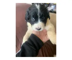 6 border collie puppies are ready to rehome - 4