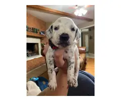 5 Dalmatian puppies for adoption