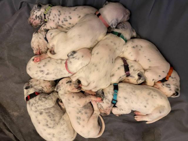 5 Dalmatian puppies for adoption in San Angelo, Texas