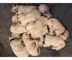 5 Dalmatian puppies for adoption - 2