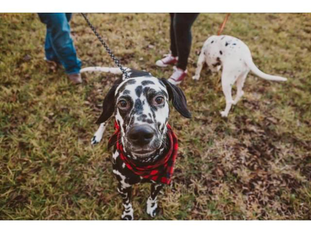 5 Dalmatian puppies for adoption in San Angelo, Texas
