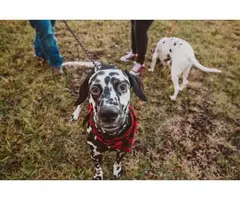 5 Dalmatian puppies for adoption - 3