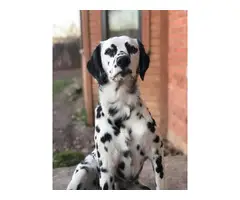 5 Dalmatian puppies for adoption - 4
