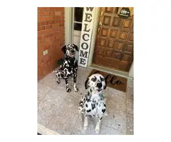 5 Dalmatian puppies for adoption - 5