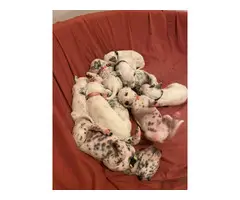 5 Dalmatian puppies for adoption - 6
