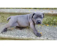 6 weeks old Cane Corso puppies for rehoming.