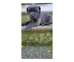 6 weeks old Cane Corso puppies for rehoming. - 2