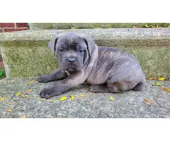 6 weeks old Cane Corso puppies for rehoming. - 3