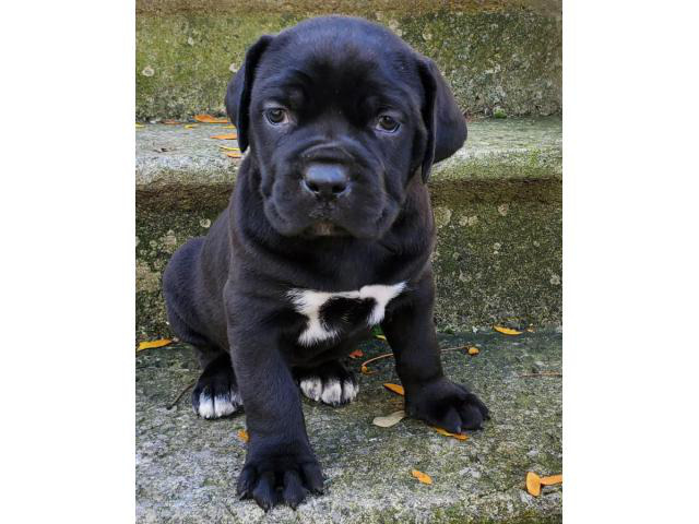 6 weeks old Cane Corso puppies for rehoming. in Cleveland