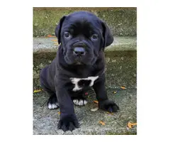 6 weeks old Cane Corso puppies for rehoming. - 4