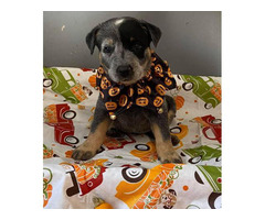 Australian Cattle Dog Puppy For Sale By Ownercolorado Puppies For Sale Near Me