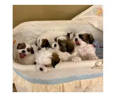1 girl and 3 boys white and sable Shih Tzu puppies for sale
