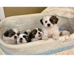1 girl and 3 boys white and sable Shih Tzu puppies for sale - 2