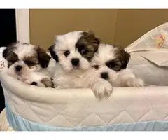 1 girl and 3 boys white and sable Shih Tzu puppies for sale - 3
