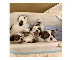 1 girl and 3 boys white and sable Shih Tzu puppies for sale - 4