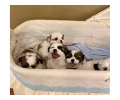 1 girl and 3 boys white and sable Shih Tzu puppies for sale - 5