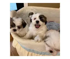 1 girl and 3 boys white and sable Shih Tzu puppies for sale - 6