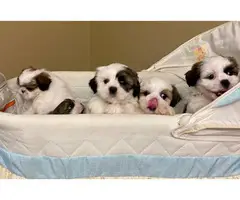1 girl and 3 boys white and sable Shih Tzu puppies for sale - 7