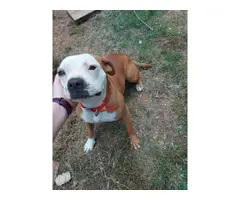 4 months old pitbull puppies needing a new home