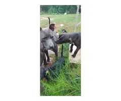 4 months old pitbull puppies needing a new home - 2