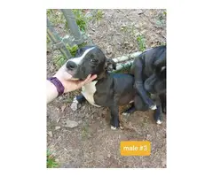 4 months old pitbull puppies needing a new home - 3