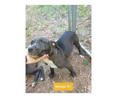 4 months old pitbull puppies needing a new home - 5