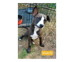 4 months old pitbull puppies needing a new home - 7