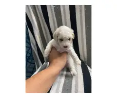 8 week old mini Poodles for adoption - 1