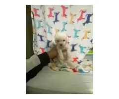 8 week old mini Poodles for adoption - 2