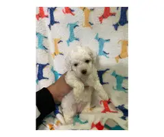 8 week old mini Poodles for adoption - 3