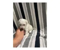8 week old mini Poodles for adoption - 4