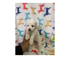 8 week old mini Poodles for adoption - 6