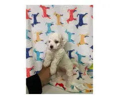 8 week old mini Poodles for adoption - 7