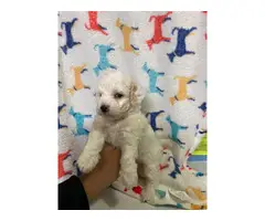 8 week old mini Poodles for adoption - 8