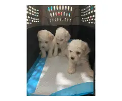 8 week old mini Poodles for adoption - 9