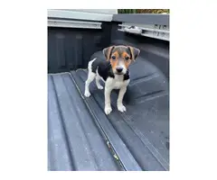 Purebred Tri-colored Jack Russell Puppy - 5